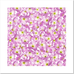 Pink evening primrose floral pattern Posters and Art